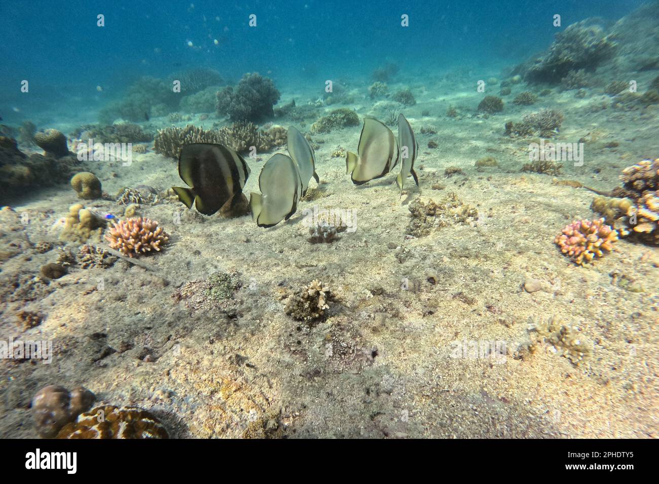 Scatto idilliaco di una barriera corallina in Siquijor, Filippine, in fuoco batfish. Foto Stock