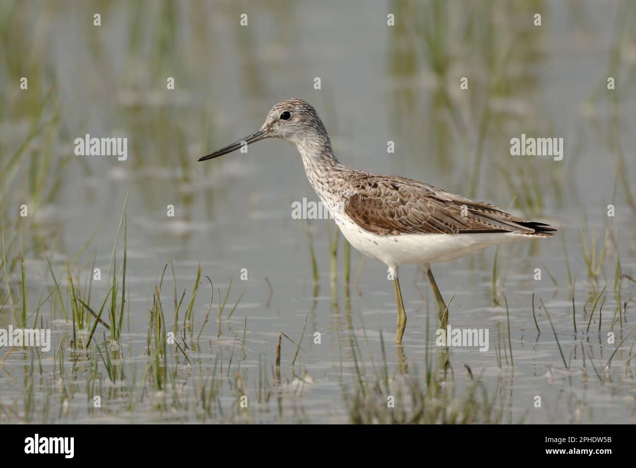 gambe verdi, becco ricurvo verso l'alto... Greenshank ( Tringa nebularia ) foraggio in acque poco profonde Foto Stock