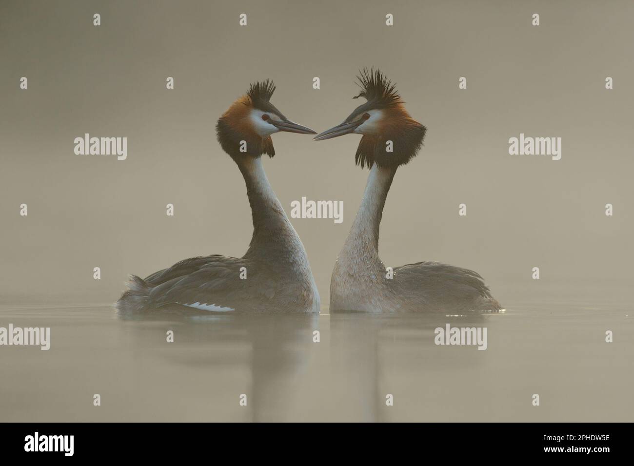 vero amore... Grande Grebe crestato ( Podiceps cristaty ) nuotare l'uno di fronte all'altro, mostra cortigiana Foto Stock