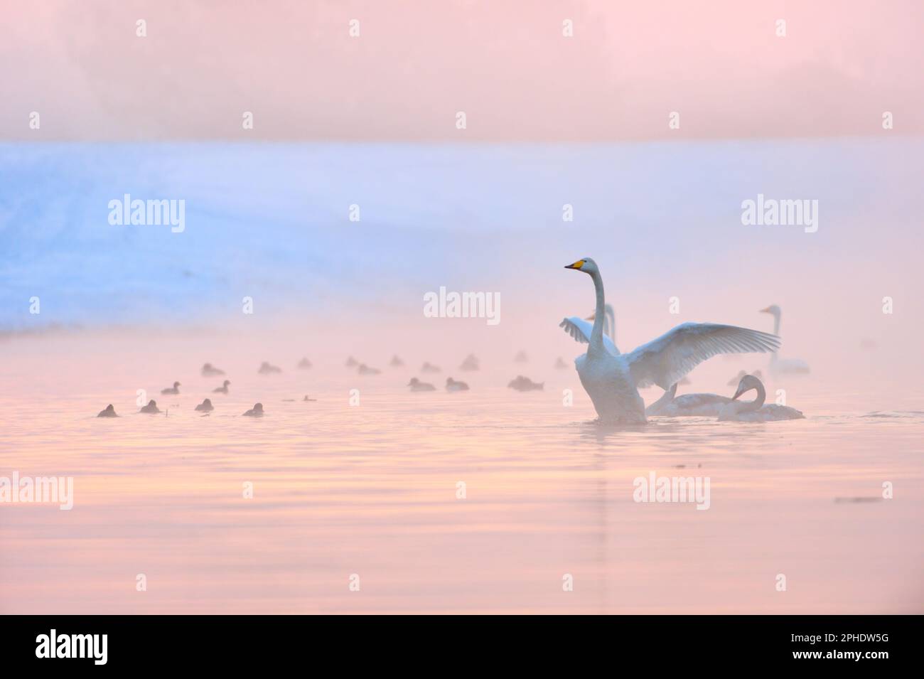 nel freddo gelido... Cigno di Whooper *Cygnus cygnus* in inverno, raddrizzare in acqua ghiacciata, flappando le sue ali Foto Stock