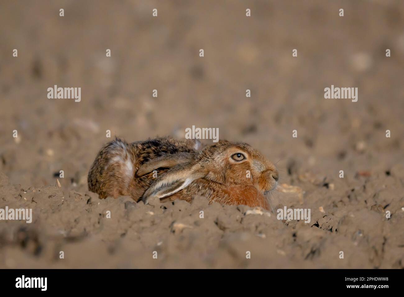 Marrone Lepre Lepus europaeus posato in terreno coltivato Nord Norfolk, Regno Unito. Foto Stock