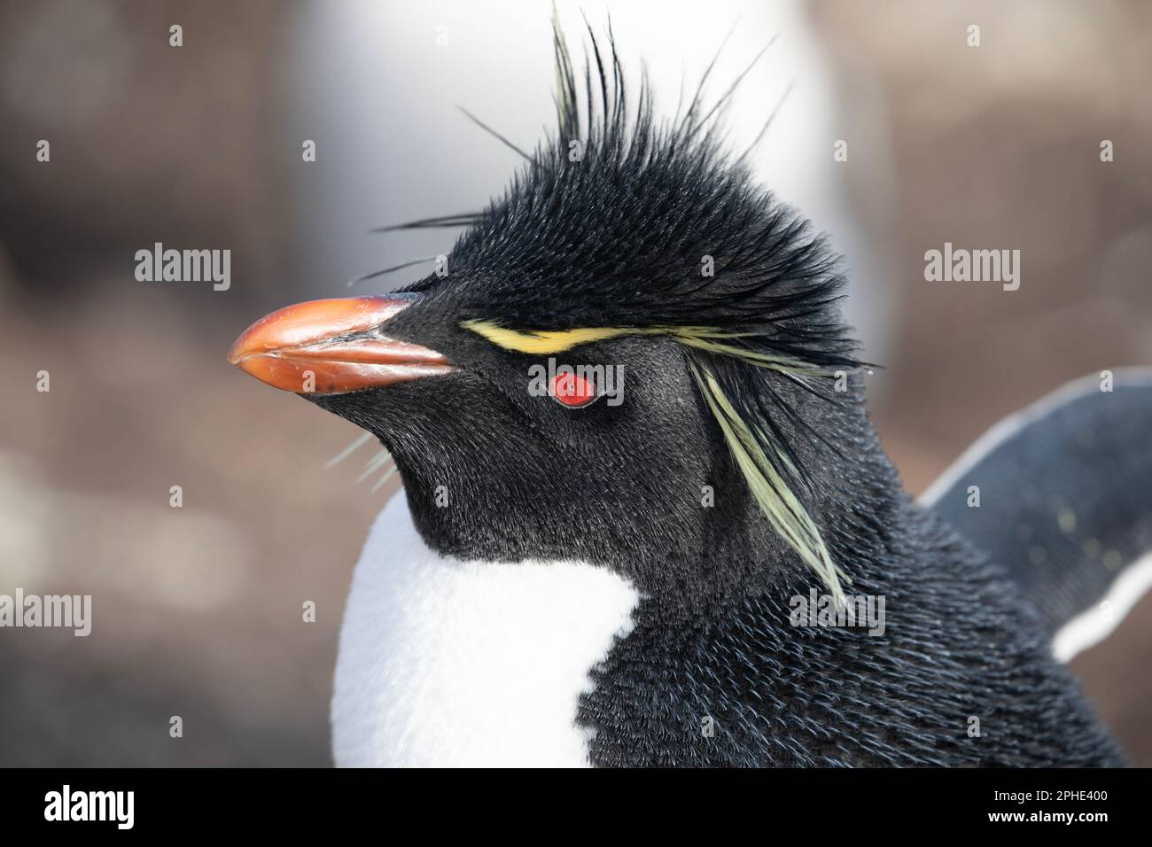 Un Penquin Sud Rock Hopper, Eudyptes Chrysocome, a Saunders Island, parte delle Isole Falkland. Foto Stock