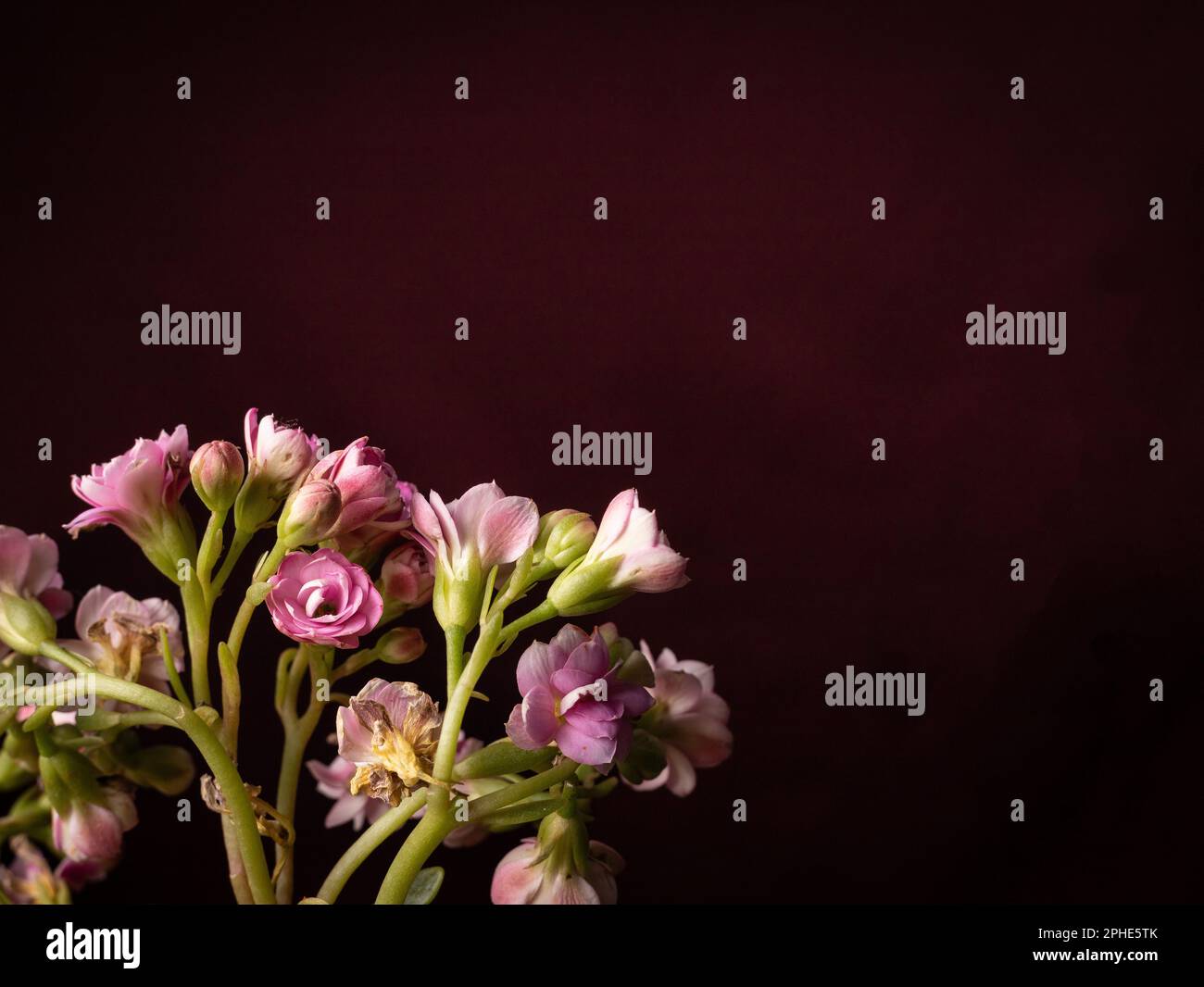 Un elegante vaso bianco si erge alto e presenta una disposizione di delicati fiori rosa sul lato sinistro Foto Stock