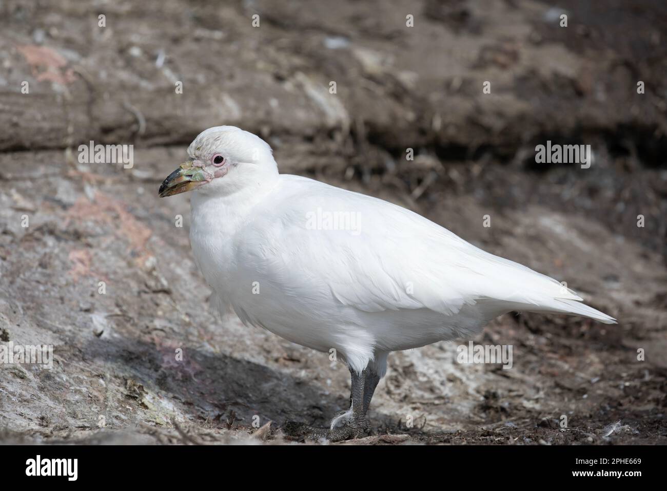 Una Snowy Sheathbill, Chionis Albus, sull'isola di Saunders nelle Isole Falkland. Foto Stock