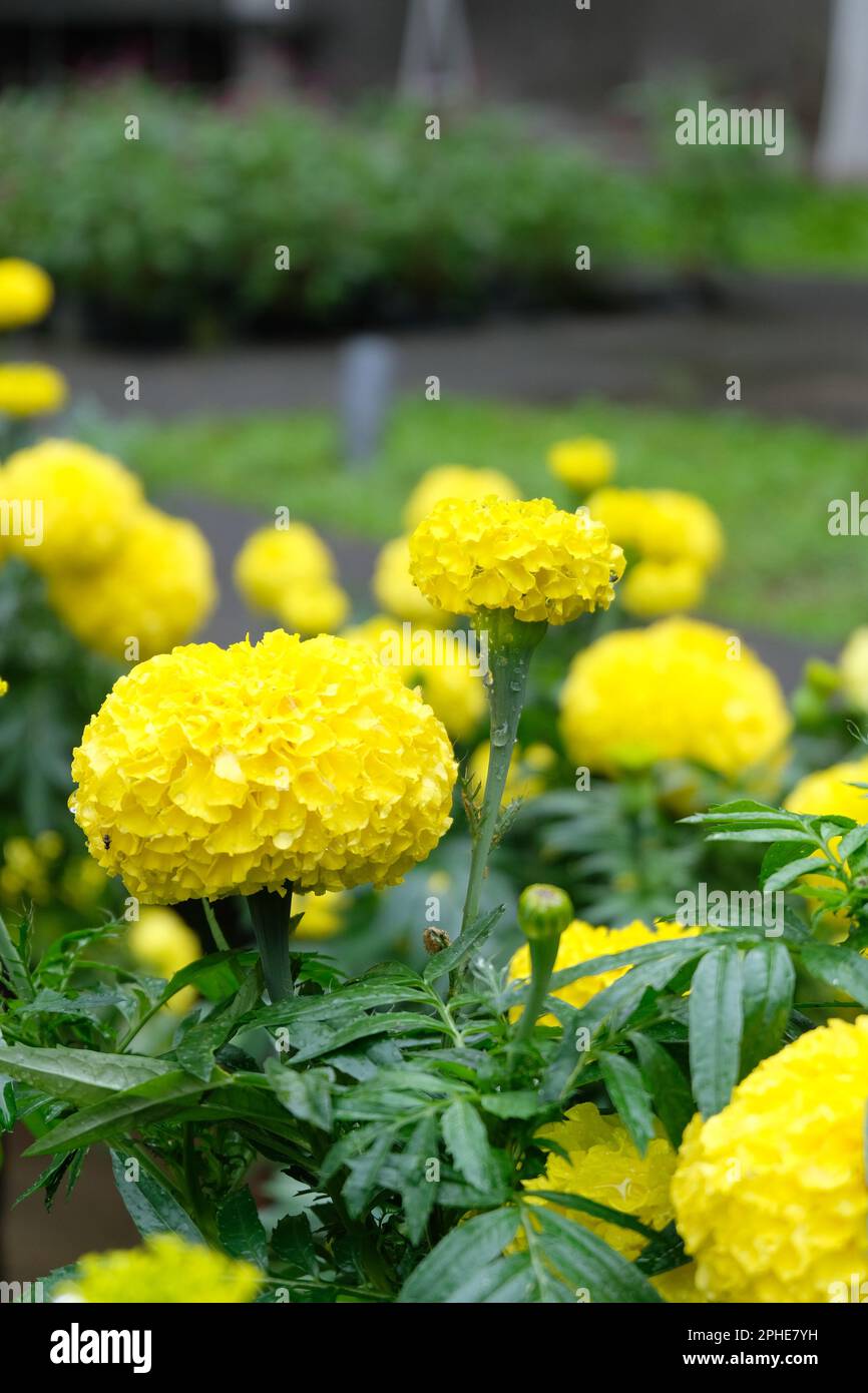 Primo piano bellissimo fiore di Marigold (Tagetes erecta o Marigold francese) in giardino. Macro di patula marigold o tagetes in fiore letto giorno di sole. Foto Stock