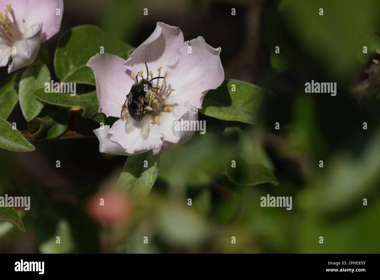 Insetto nero mangiare nettare da fiori bianchi con piscelli e foglie verdi su uno sfondo di foglie verdi Foto Stock