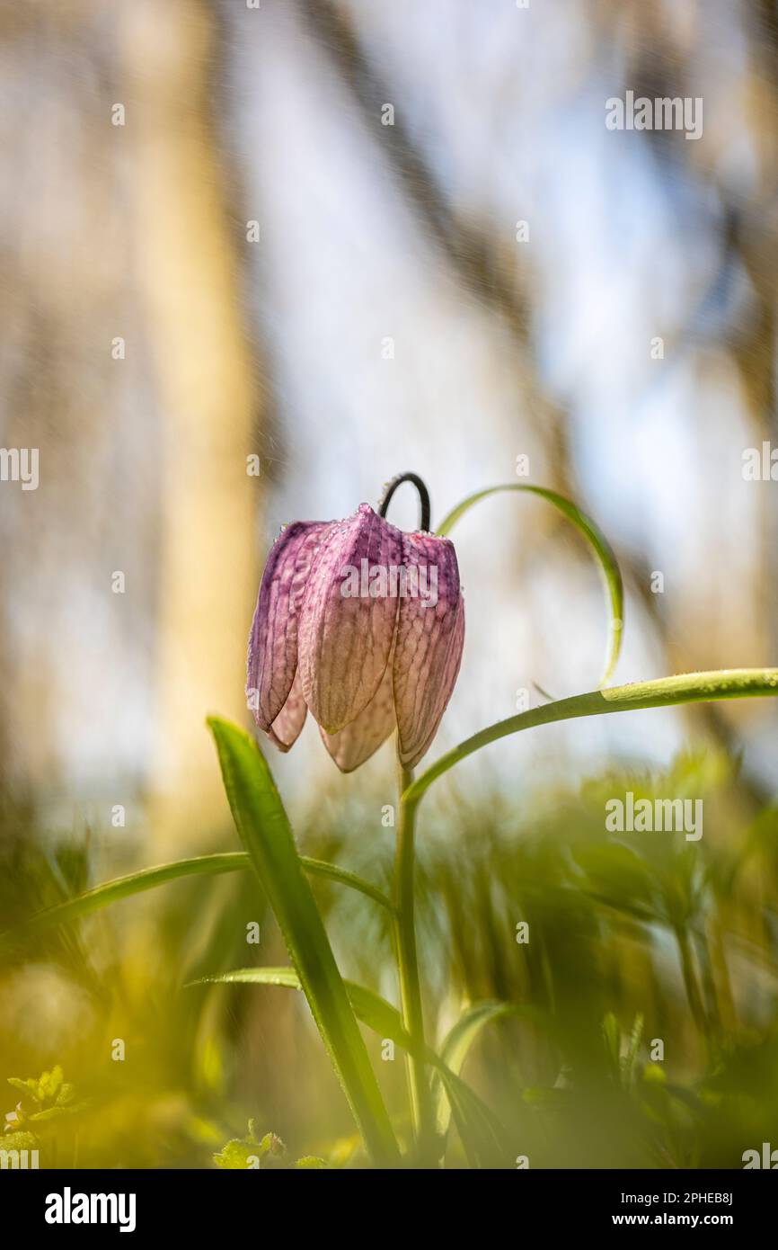 Un raro incontro con il fiore degli scacchi o con il fiore della testa del serpente (Fritillaria meleagris). La foto è stata scattata il 19th marzo 2023 a Lunca Poganisului, Foto Stock