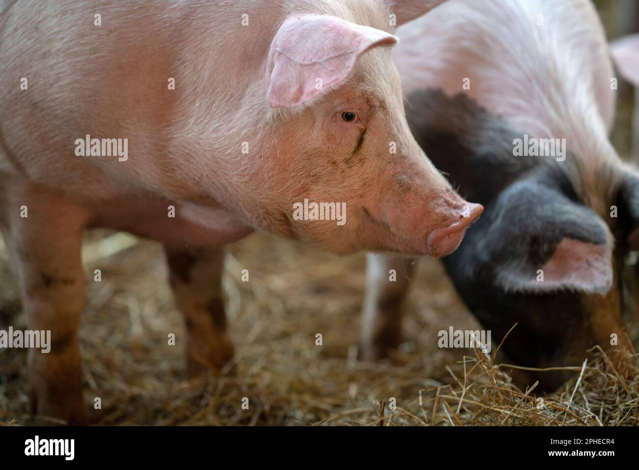 Primo piano della testa di un maiale in piedi sul fieno nella sua stalla. Un suino domestico in un allevamento di suini. Foto Stock