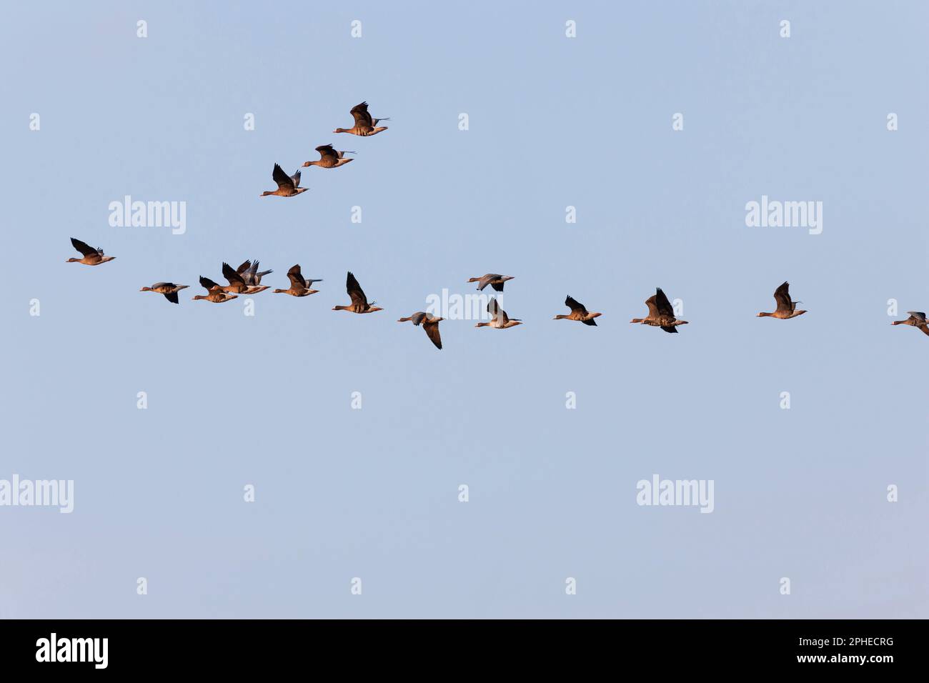 L'oca dalla facciata bianca (Anser albifrons) durante l'autunno, volando verso il loro luogo di ruggito nel NP Hortobagy, che è elencato come patrimonio dell'umanità dell'UNESCO Foto Stock