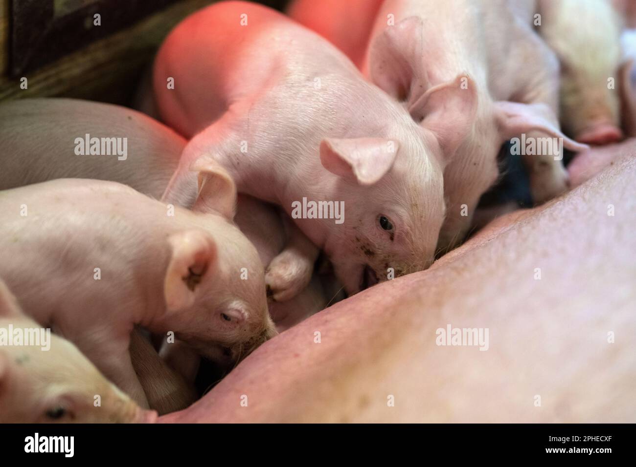 Un gruppo di piccoli maiali che si nutrono della madre in una fattoria. Molti piccoli maialini bevono latte dalla loro madre. Foto Stock