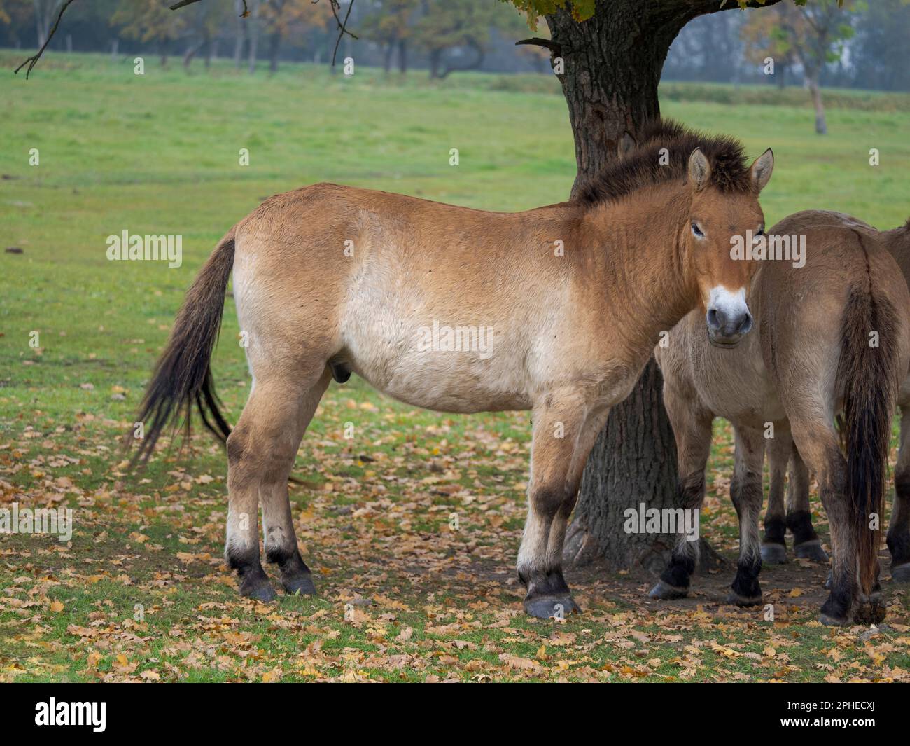 Przewalskis Horse o Takhi (Equus ferus przewalskii) nel centro faunistico del Parco Nazionale di Hortobagy, dichiarato patrimonio mondiale dell'UNESCO Foto Stock