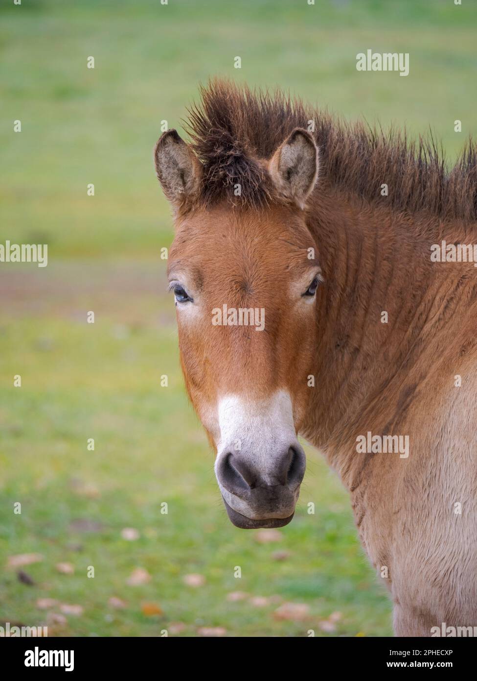 Przewalskis Horse o Takhi (Equus ferus przewalskii) nel centro faunistico del Parco Nazionale di Hortobagy, dichiarato patrimonio mondiale dell'UNESCO Foto Stock