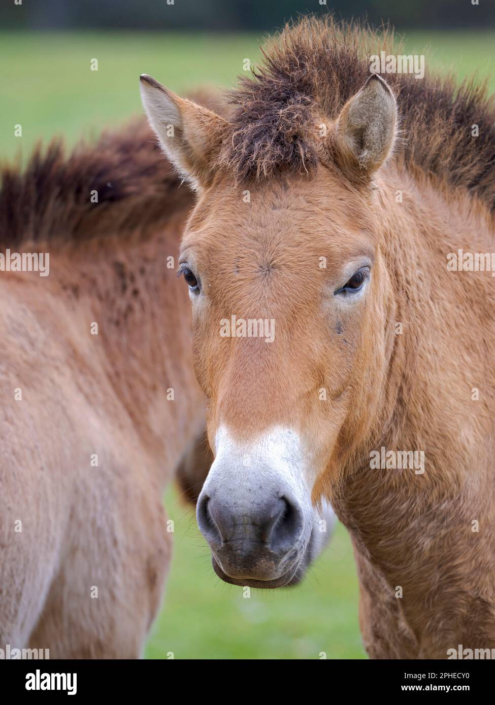 Przewalskis Horse o Takhi (Equus ferus przewalskii) nel centro faunistico del Parco Nazionale di Hortobagy, dichiarato patrimonio mondiale dell'UNESCO Foto Stock