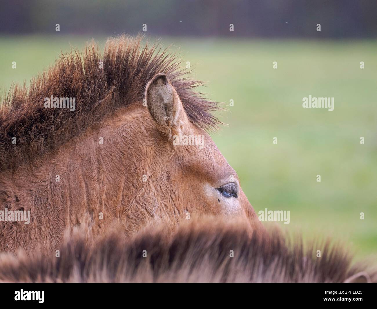 Przewalskis Horse o Takhi (Equus ferus przewalskii) nel centro faunistico del Parco Nazionale di Hortobagy, dichiarato patrimonio mondiale dell'UNESCO Foto Stock