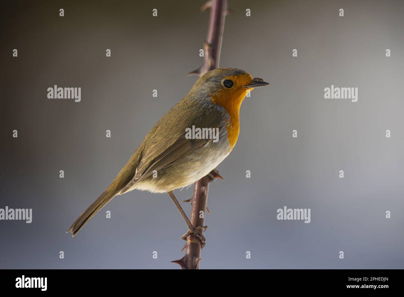 Primo piano vista laterale di un piccolo uccello di robin freddo seduto su un ramo di albero senza foglie su sfondo sfocato Foto Stock