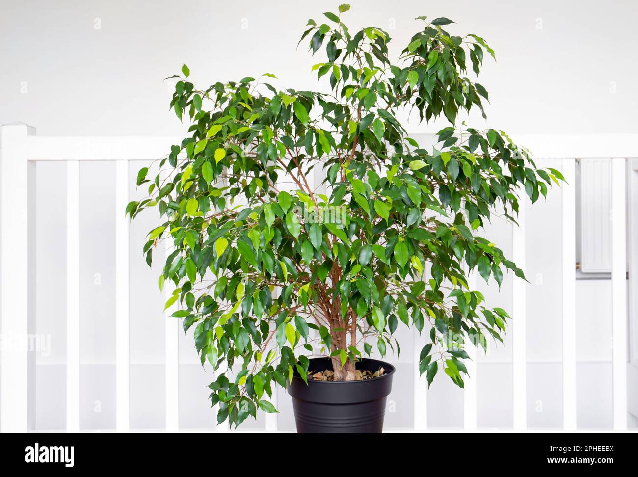 Bella pianta rigogliosa Ficus benjamina, comunemente noto come fico piangente, fico benjamin o ficus albero che cresce in moderna casa bianca stanza. Foto Stock