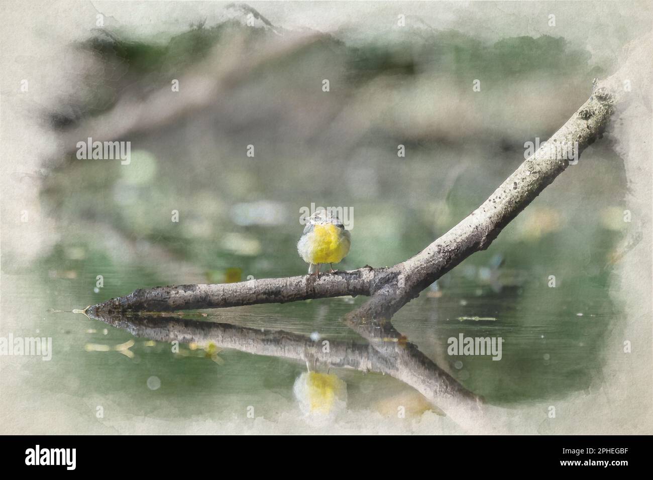 Una pittura digitale di acquerello di un Wagtail grigio, Motacilla cinerea su un ramo d'albero nell'acqua con riflessione nel Regno Unito. Foto Stock