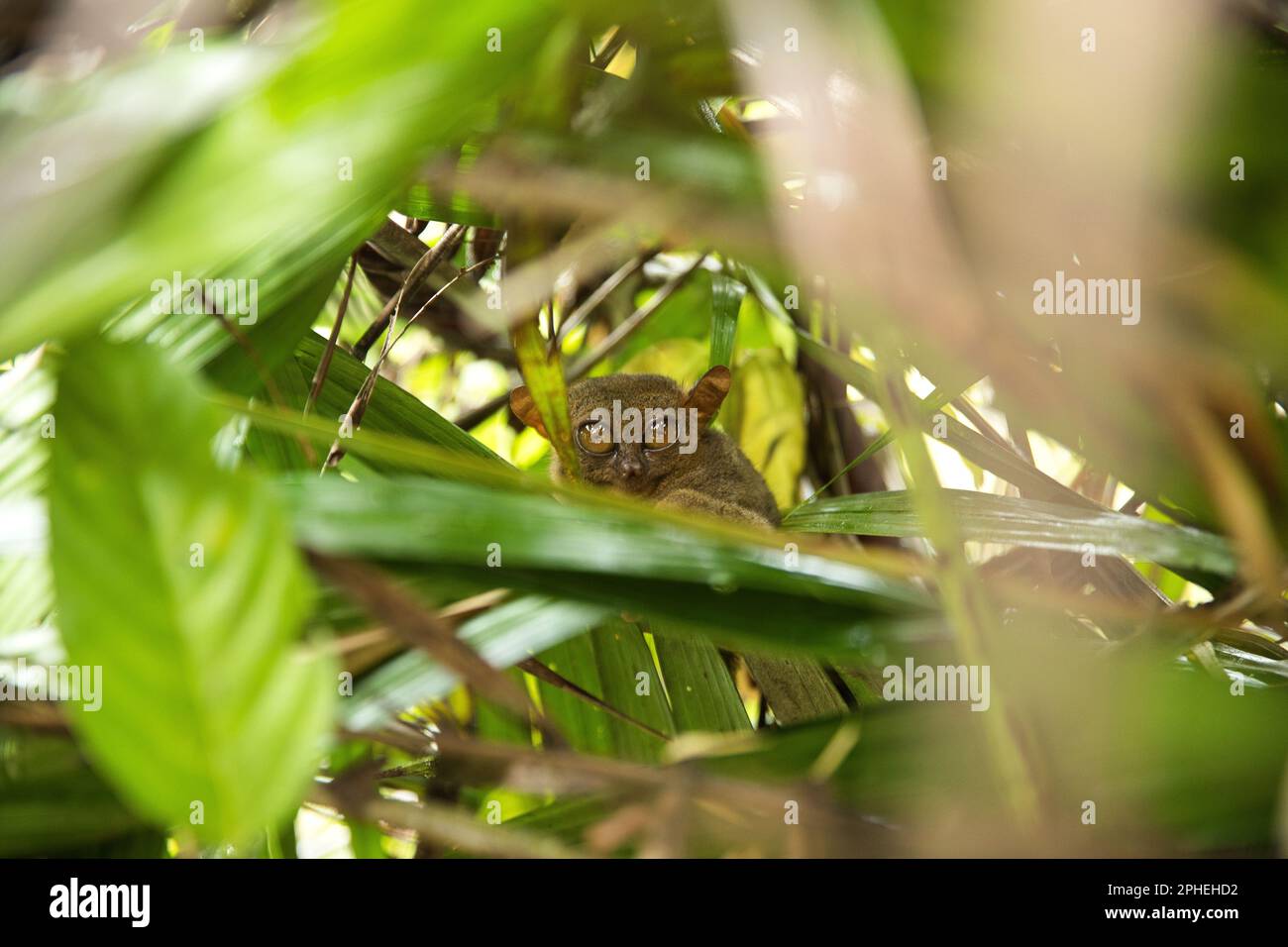 Foto a corpo pieno di un tardier seduto un po 'nascosto tra le foglie, i suoi grandi occhi guardando direttamente nella fotocamera. Foto Stock