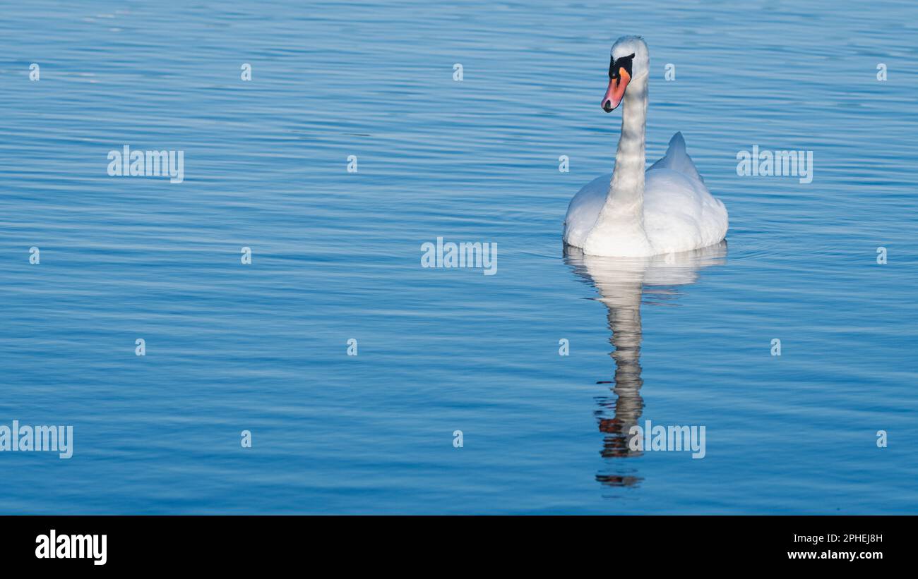 bellissimo cigno bianco sulle acque blu di un lago Foto Stock