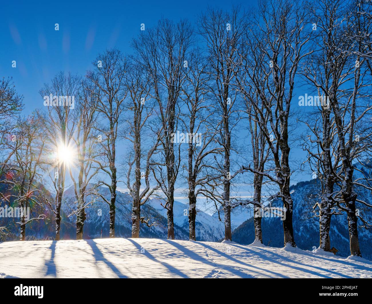 Nevicato in alberi in un viale. Le Alpi Allgaeu (Allgaeuer Alpen) vicino Oberstdorf durante l'inverno in Baviera. Europa, Germania, gennaio Foto Stock