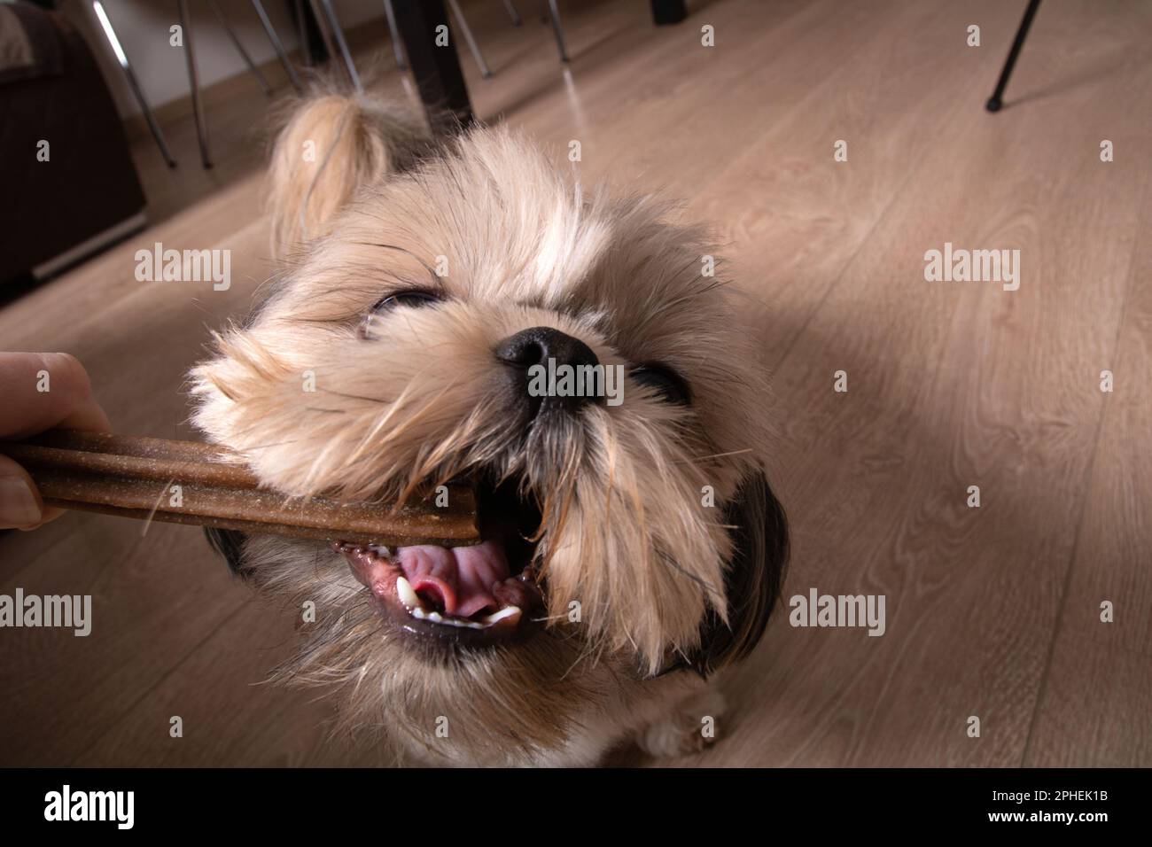 Foto Shih Tzu gioca con un bastone commestibile mentre si è in piedi sul pavimento Foto Stock
