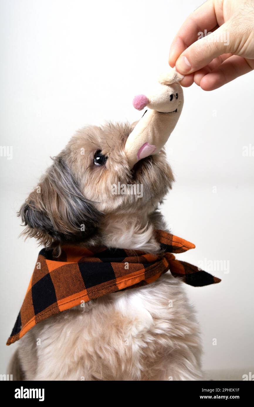 Foto Shih Tzu con un sostegno dietro la nuca gioca con una persona Foto Stock