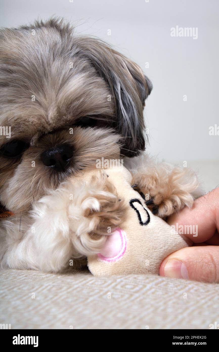 cane fotografico e giocattolo e dita umane Foto Stock