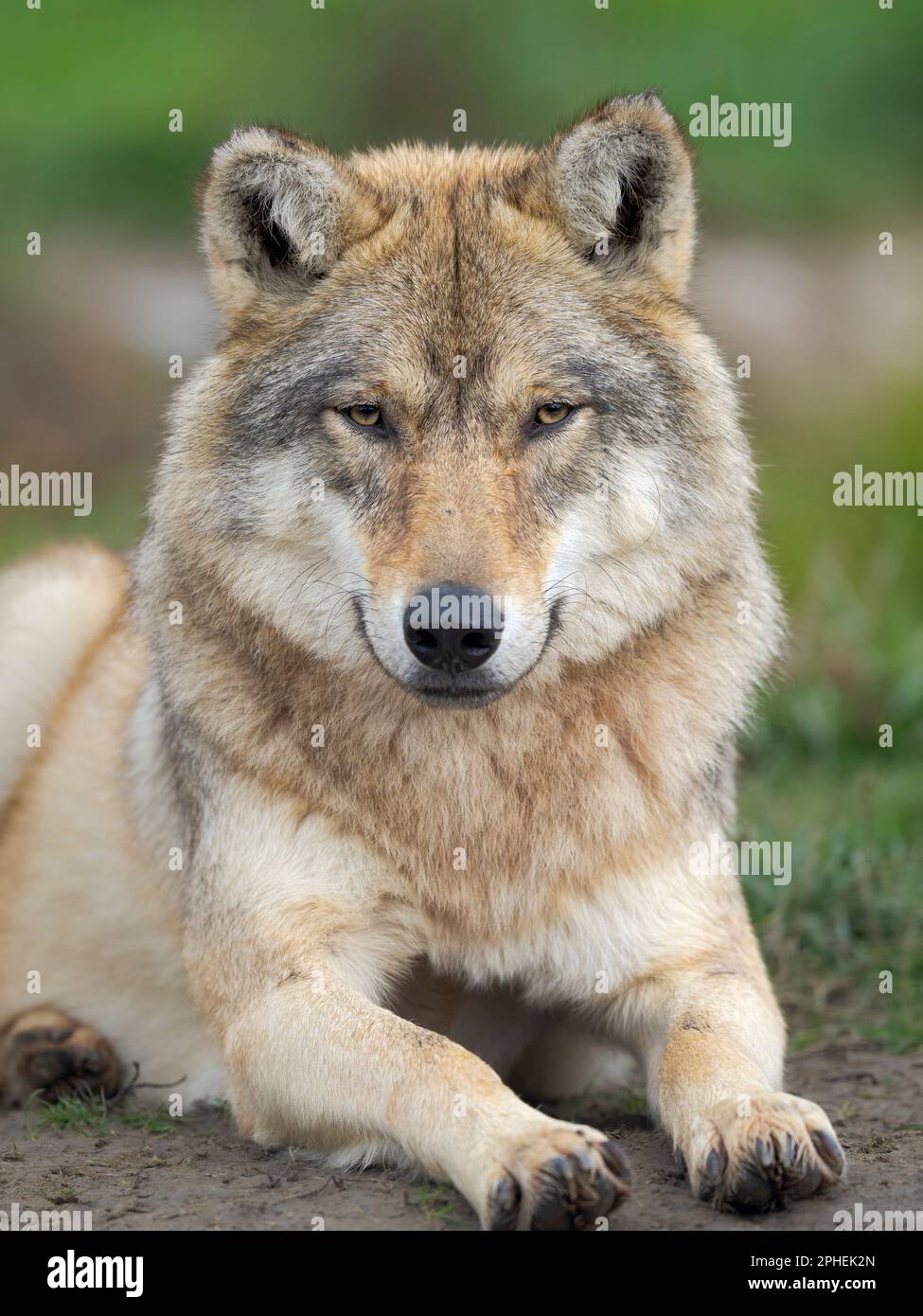 Lupo grigio (Canis lupus) nel centro faunistico (Hortobagy Vadaspark) del Parco Nazionale di Hortobagy, patrimonio dell'umanità dell'UNESCO. Europa, E. Foto Stock