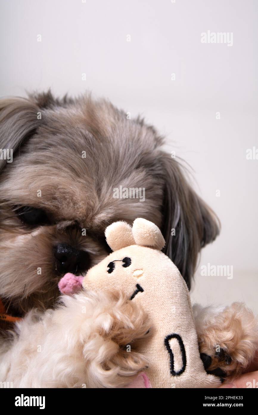 foto di un piccolo cane che gioca con un giocattolo Foto Stock