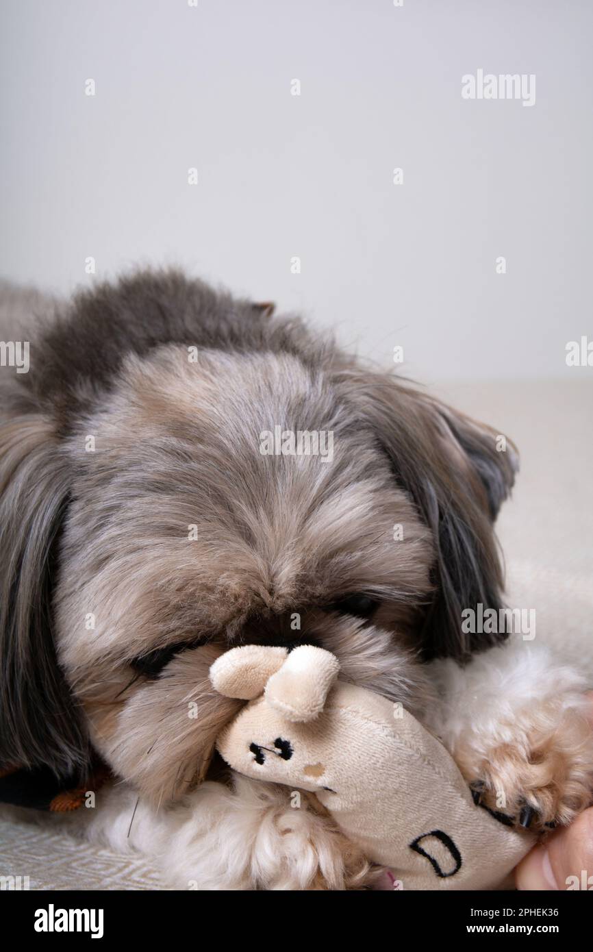 foto di un cane che gioca con un giocattolo a casa Foto Stock
