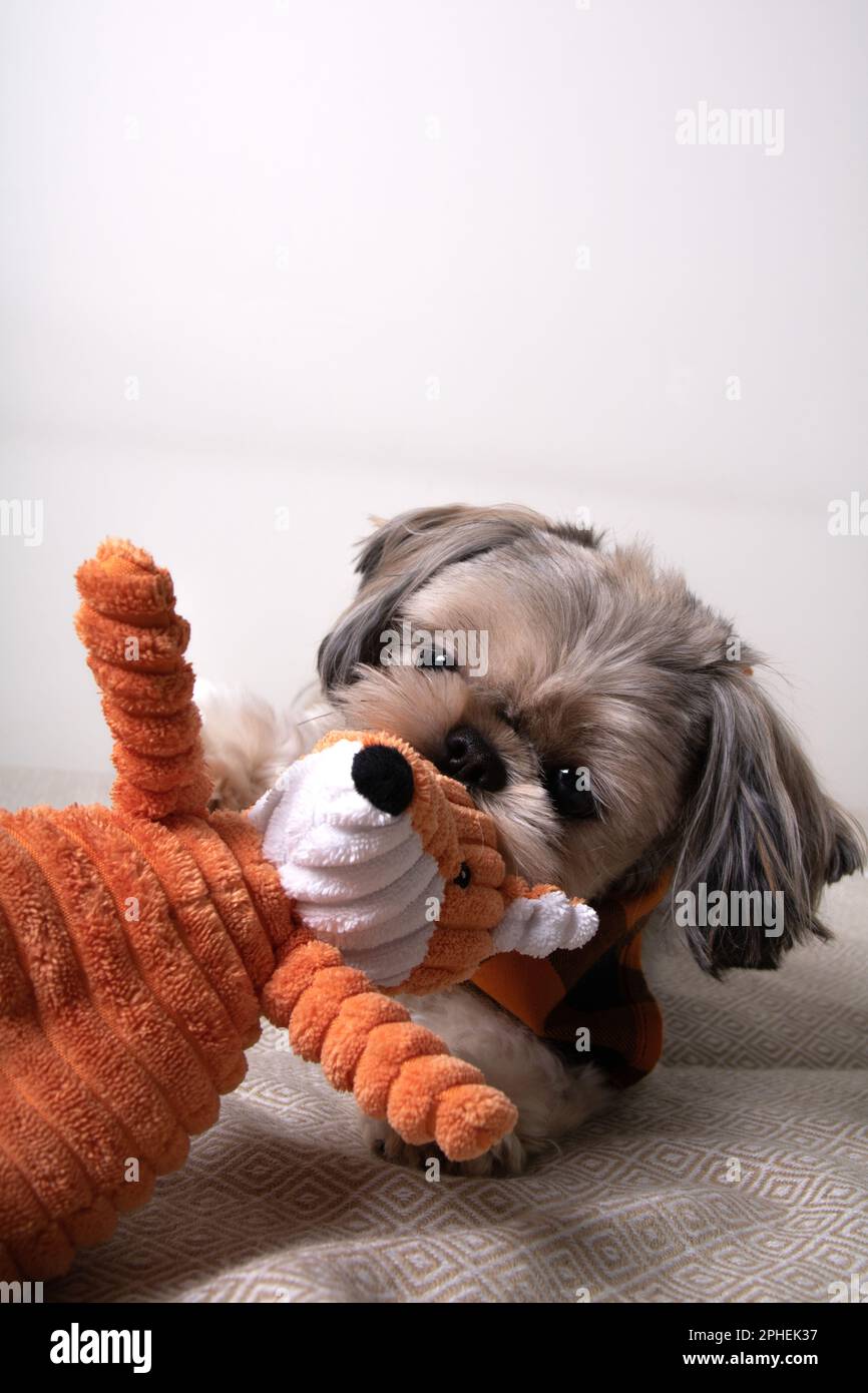 foto di un cane sdraiato e che tiene un giocattolo tra i denti Foto Stock
