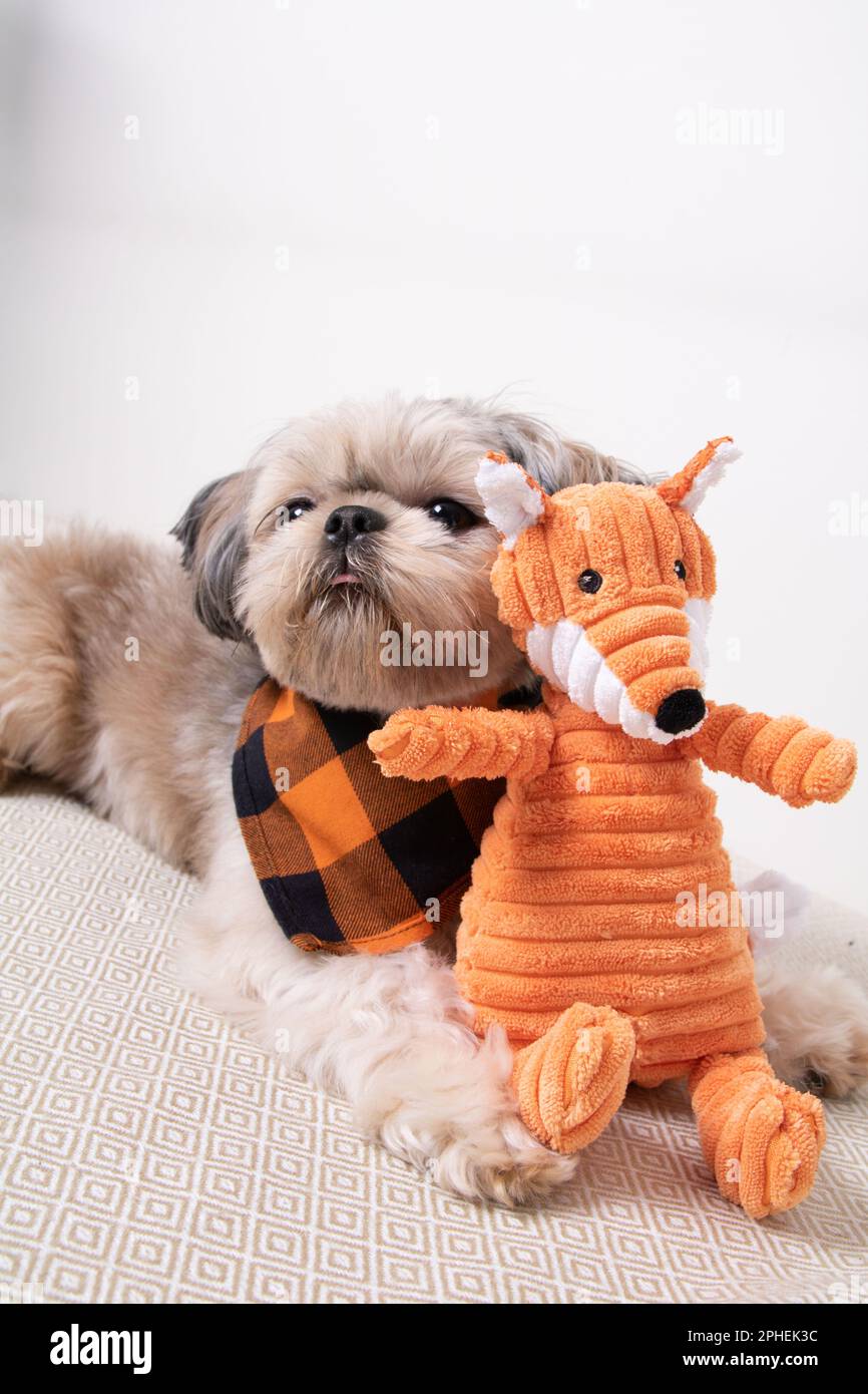 foto di una piccola razza di cane sdraiata sul divano con il suo giocattolo Foto Stock