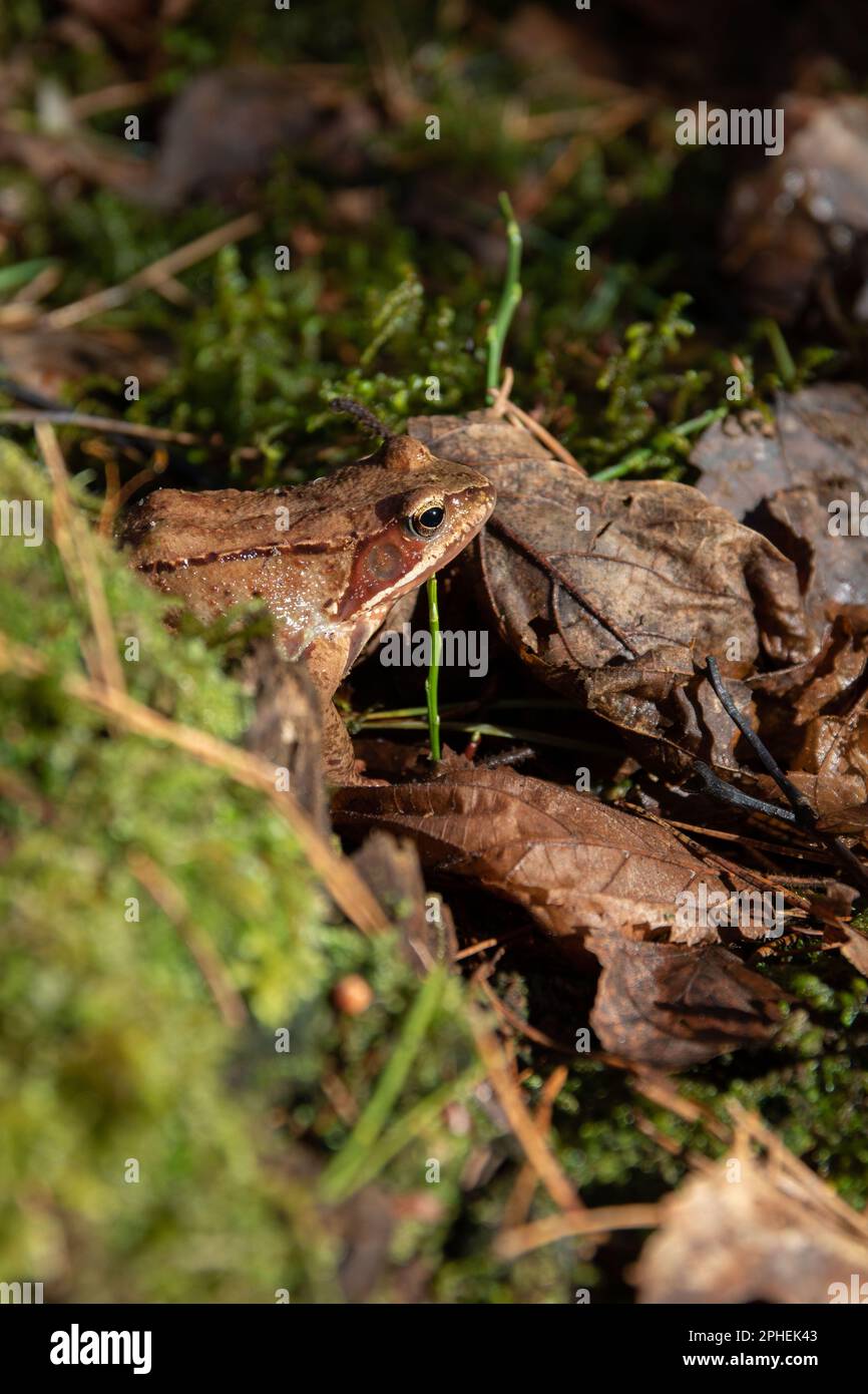 foto marrone rospo seduto nelle foglie all'inizio della primavera Foto Stock