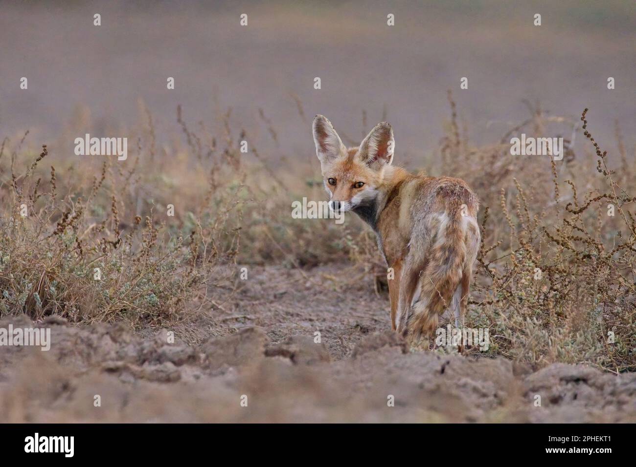 Volpe del deserto (Vulpes vulpes pusilla), nota anche come volpe dai piedi bianchi Foto Stock