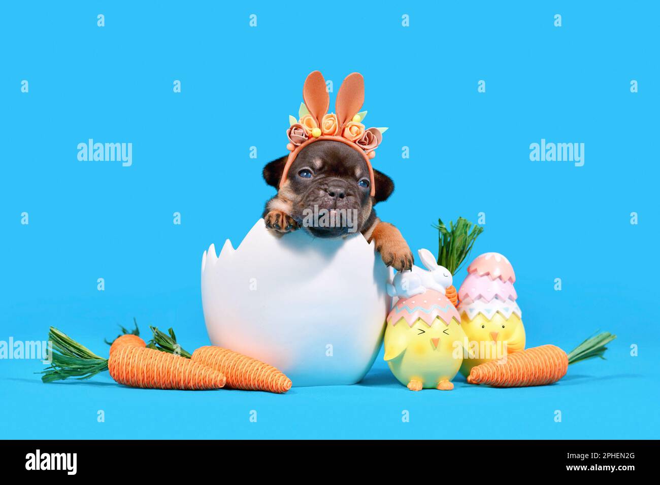 Cucciolo di cane Bulldog francese con orecchie di coniglio di Pasqua sedute in guscio d'uovo su sfondo blu Foto Stock