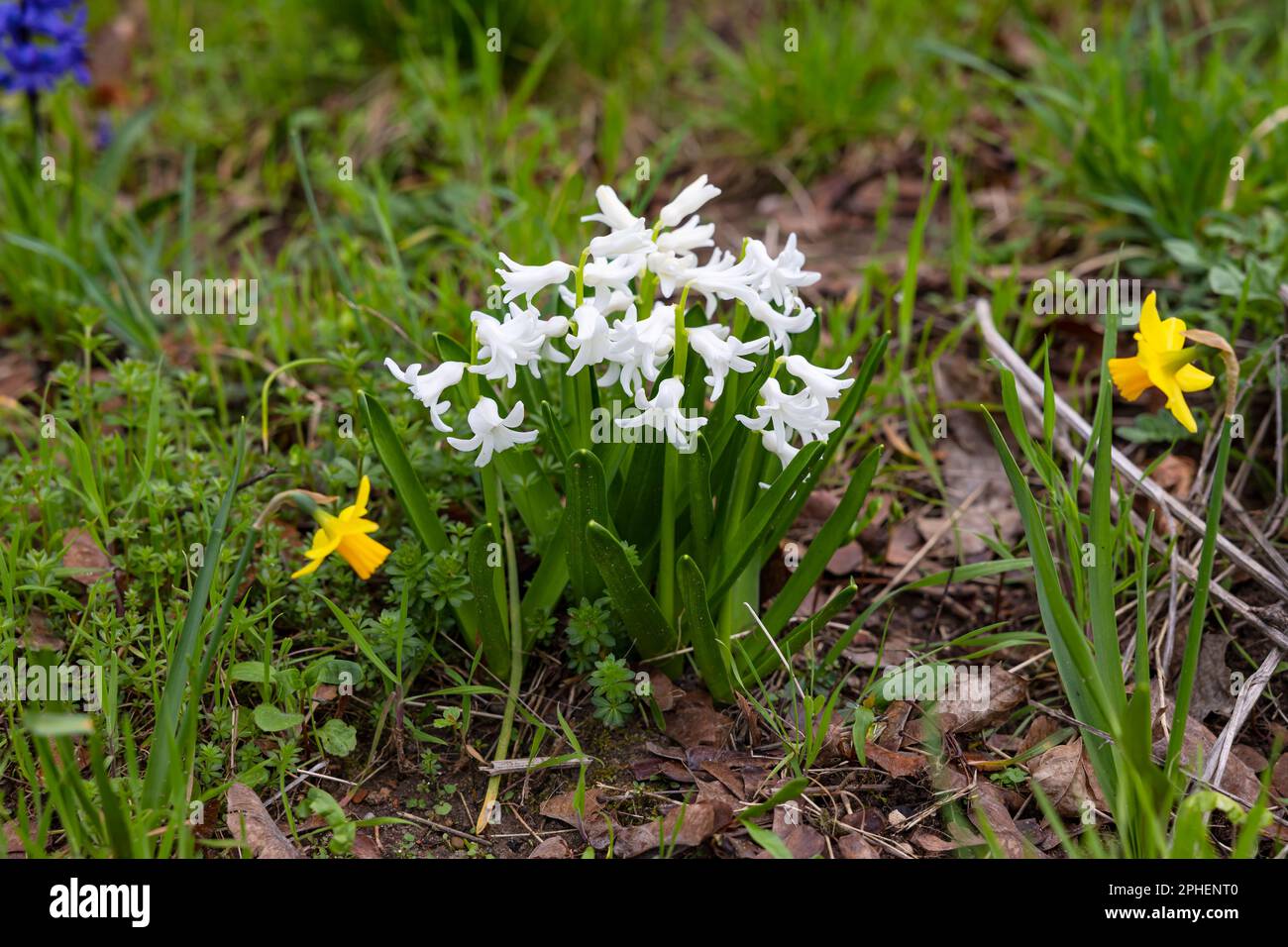 Nevicate e narcisi nel prato in prossimità del vialetto isolato di fronte all'erba verde Foto Stock