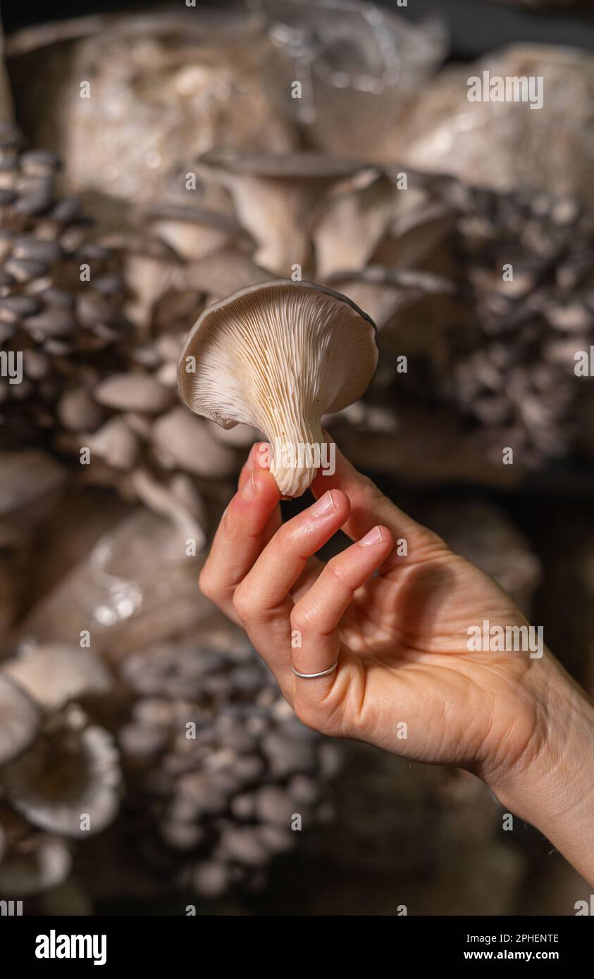 Funghi di ostriche fresche in mano alle donne. Foto Stock
