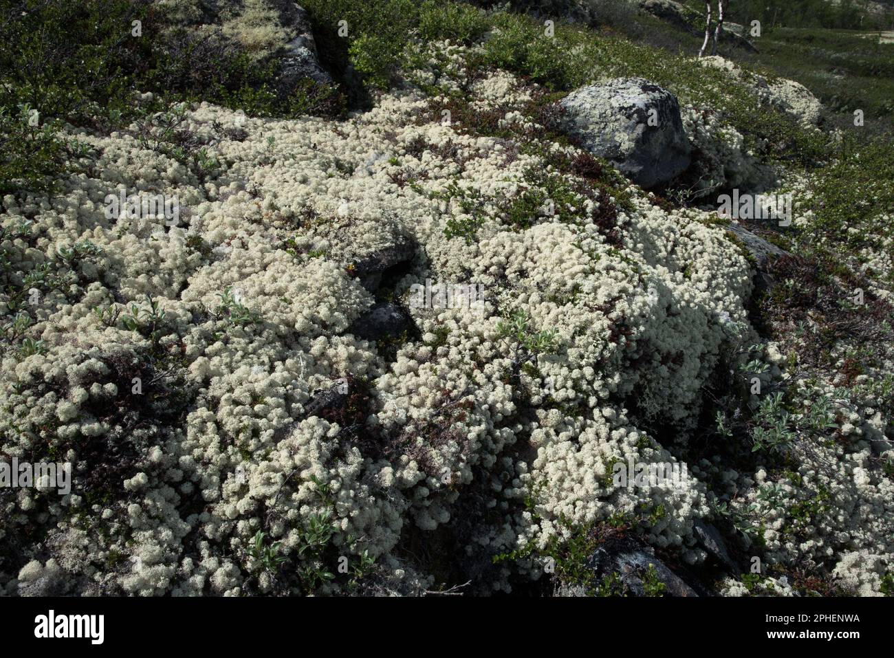 Lichen di coppa di renna sul Dovrefjell, una catena montuosa e altopiano della Norvegia centrale. Foto Stock