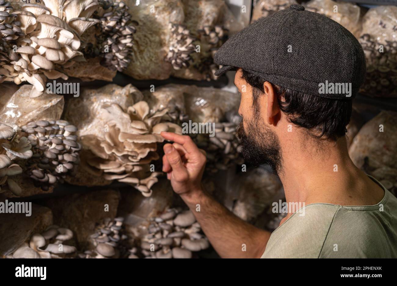 Vista posteriore del contadino che tocca i funghi di ostriche contro la serra dei funghi. Foto Stock