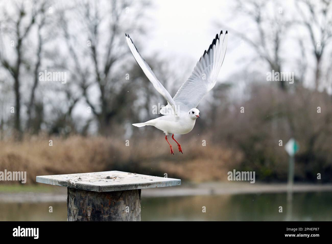 Gabbiano con grandi ali stese su terreni su un paletto d'inverno in bianco e nero Foto Stock