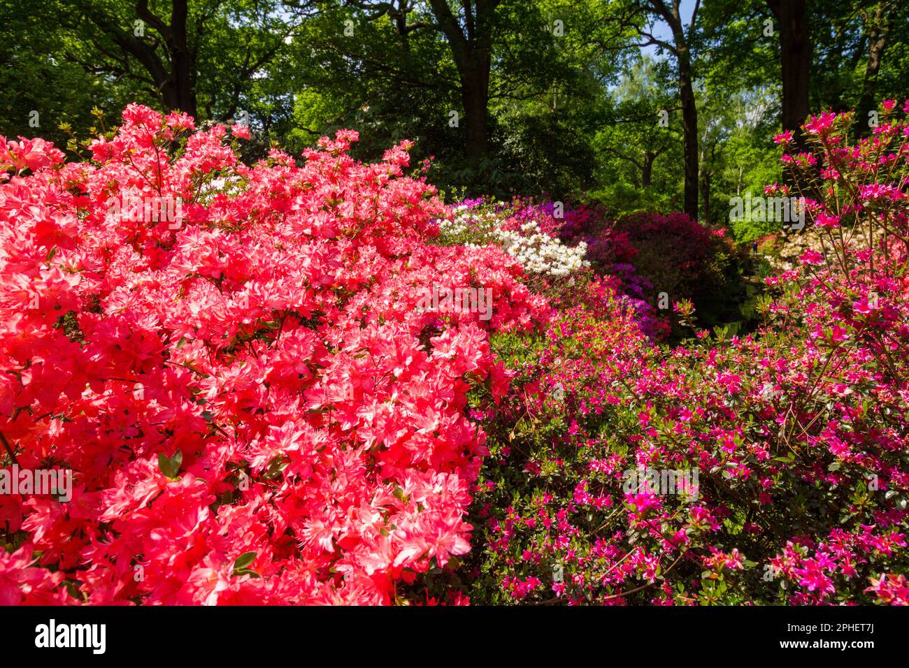 Azalee e rododendri fioriti nella Isabella Plantation, Richmond Park, Londra, Regno Unito Foto Stock