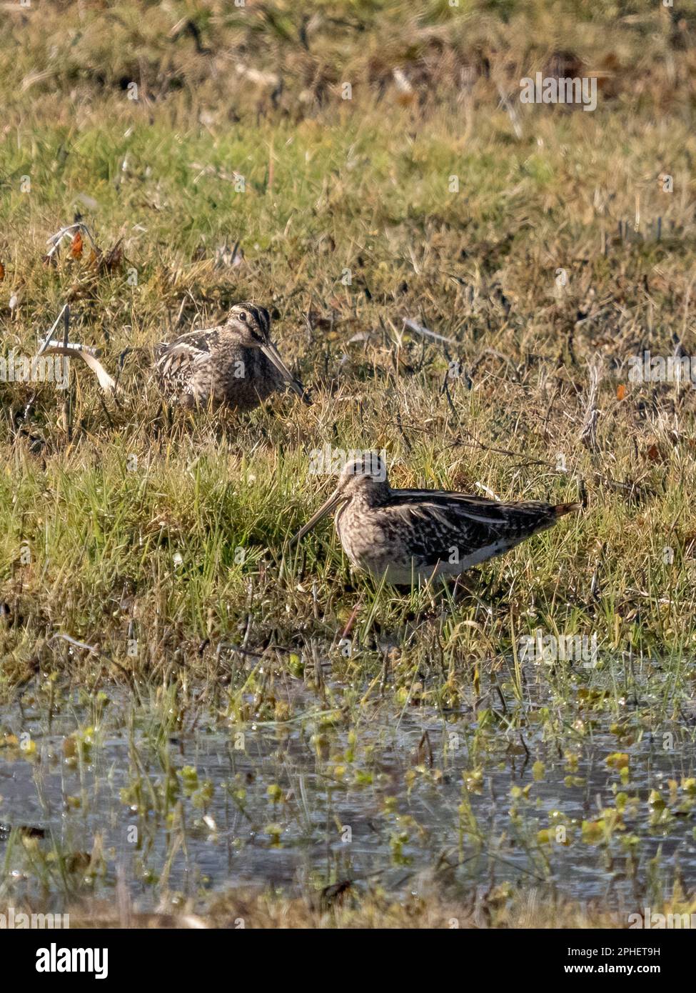 Snipe comune (Gallinago gallinago) Foto Stock