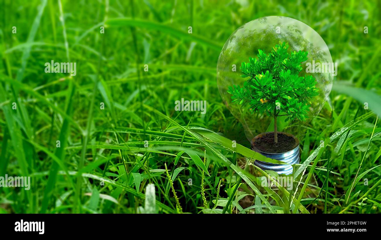 Albero verde in una lampadina su sfondo verde erba. Concetto di ecologia Foto Stock