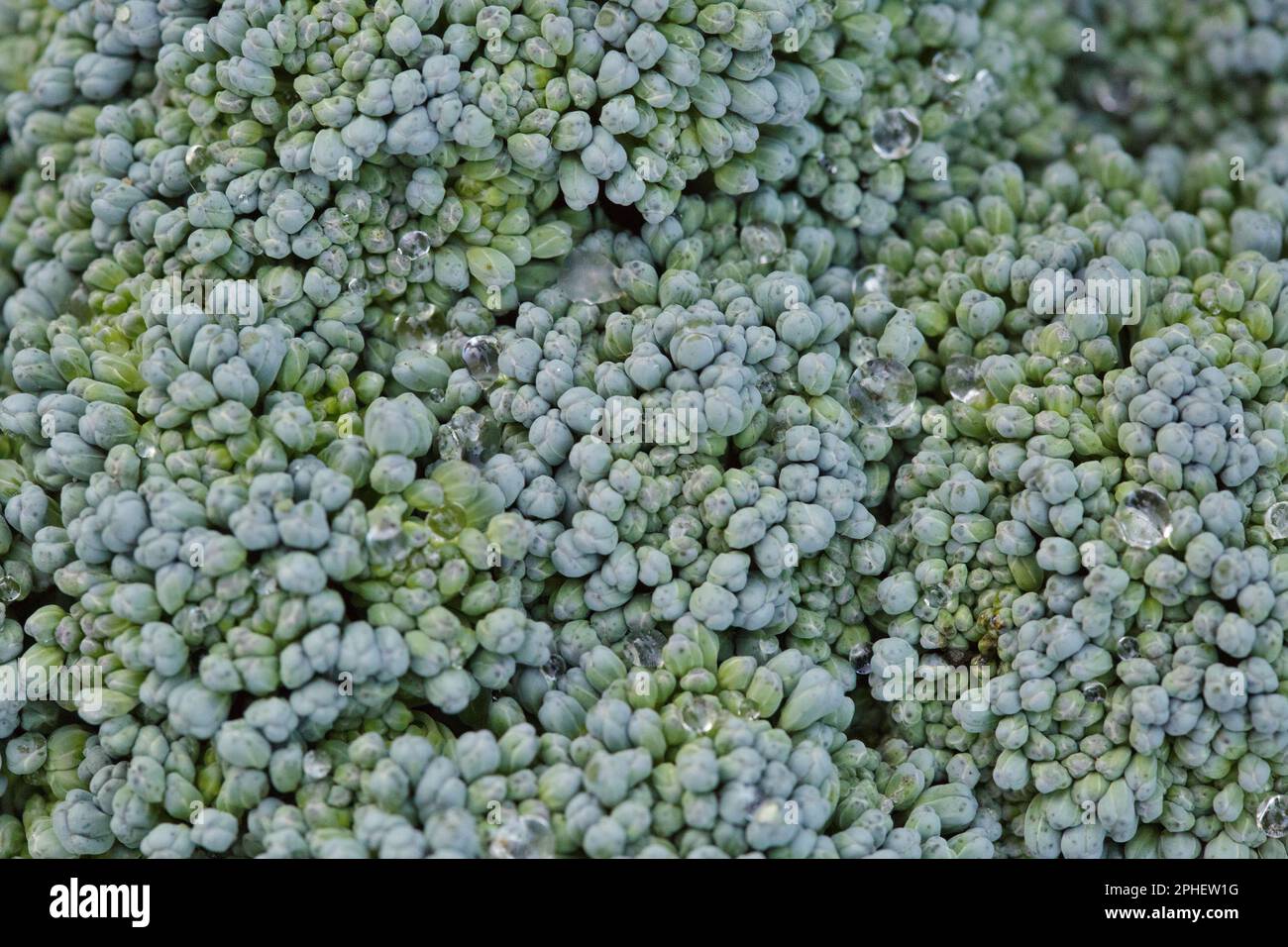 Primo piano di broccoli freschi. Broccoli-macro foto Foto Stock