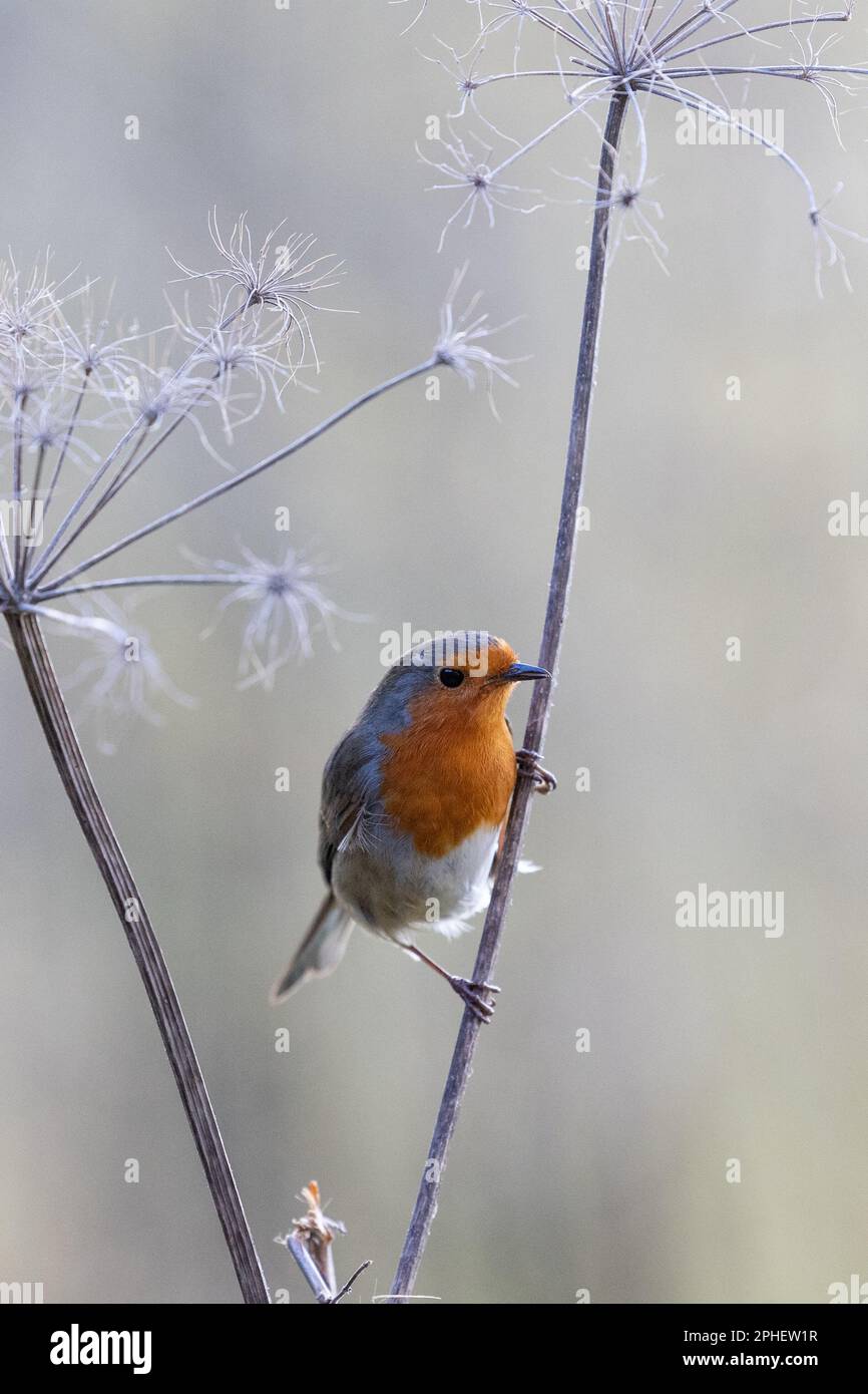 European Robin (Erithacus rubecula) si trova sullo stelo sottile di una testa di semina nello Yorkshire, Regno Unito (marzo 2023) Foto Stock