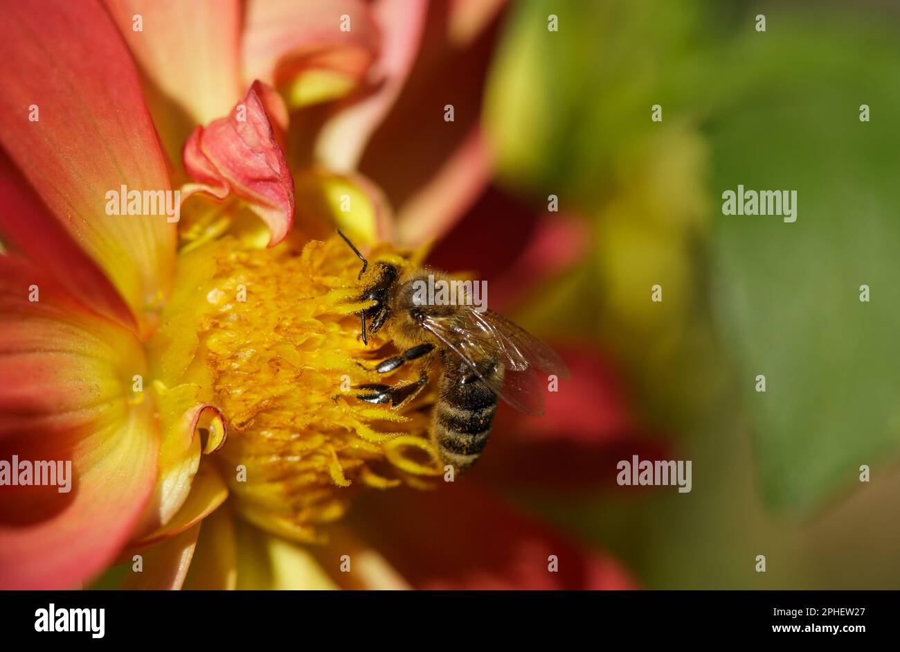 Primo piano con l'ape impollinante in fiore, ape e fiore, raccogliendo polline. Foto Stock