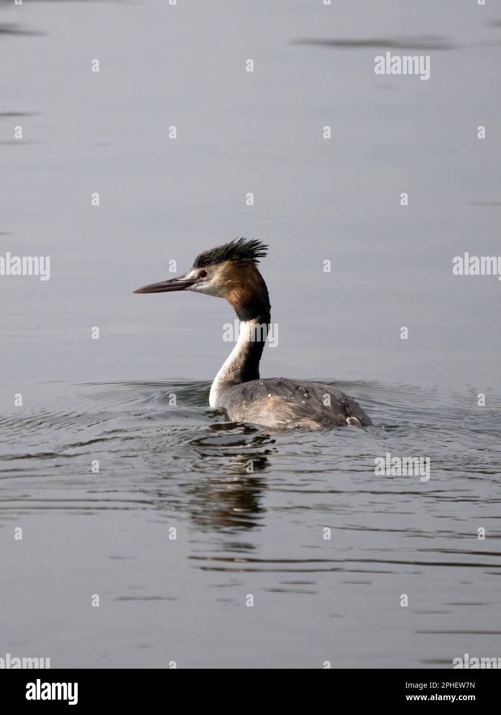 Grebe grande crestato (Podiceps cristatas) Foto Stock