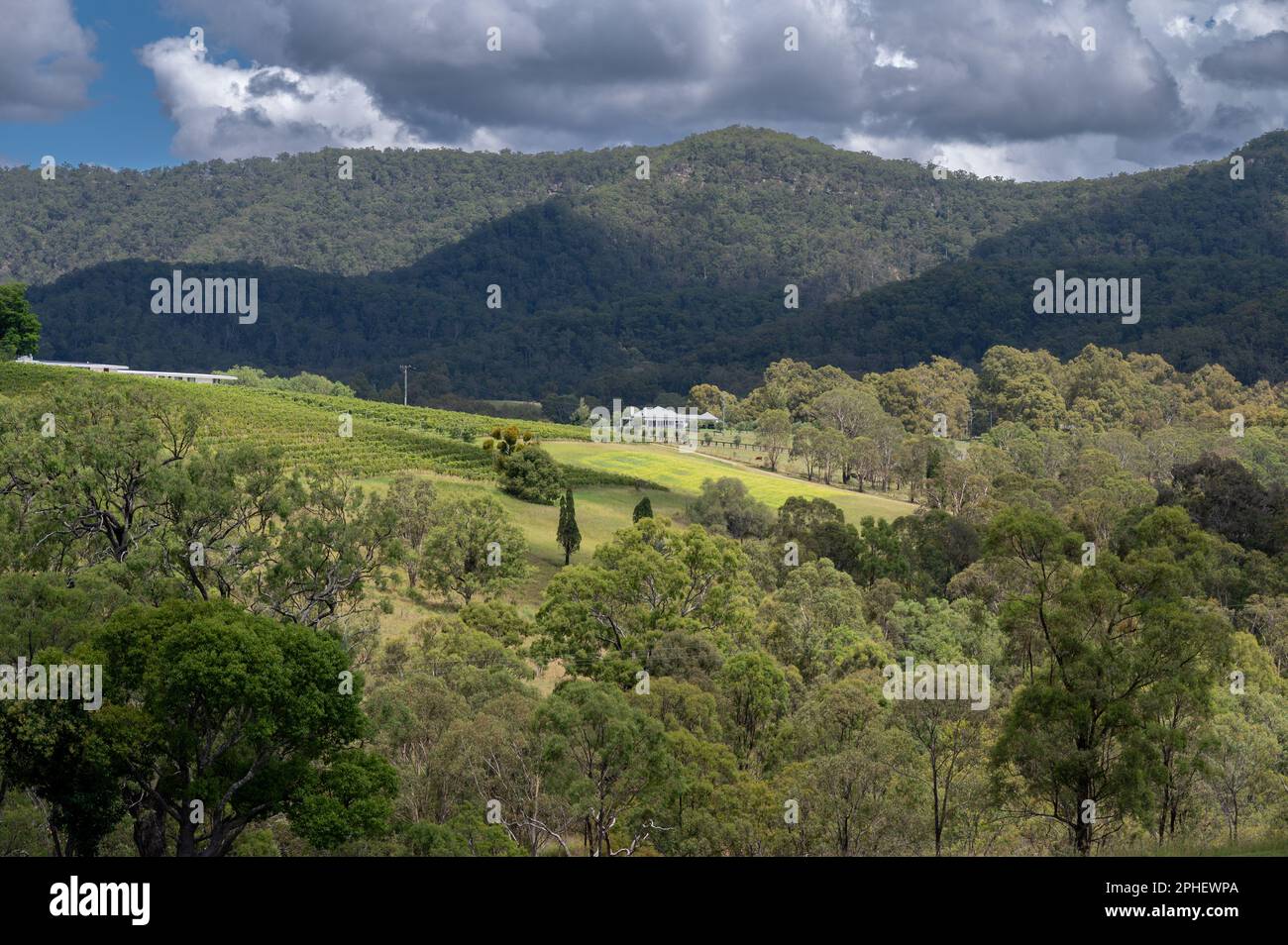 Un trattore spruzza le viti dopo che le uve sono state raccolte nella regione vinicola della Hunter Valley del New South Wales, NSW, Australia. Foto Stock