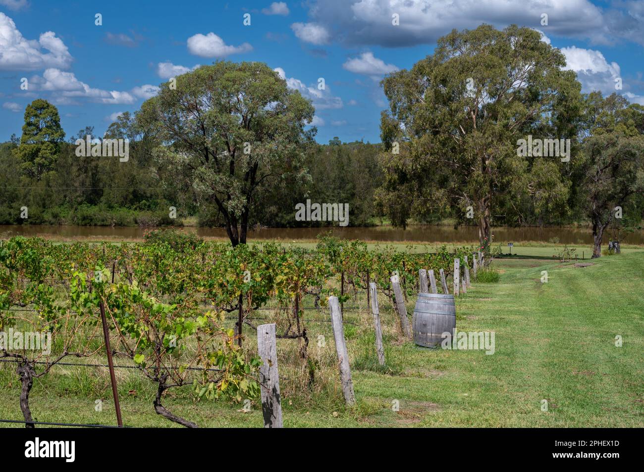 Un trattore spruzza le viti dopo che le uve sono state raccolte nella regione vinicola della Hunter Valley del New South Wales, NSW, Australia. Foto Stock