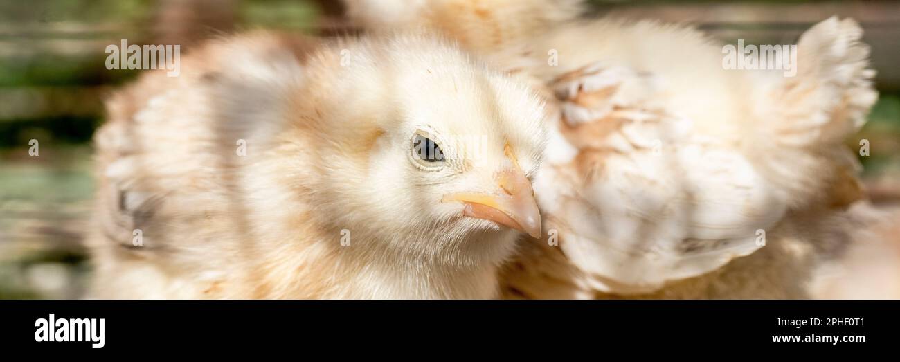 Piccoli pulcini liberi in fattoria, uccelli domestici Foto Stock